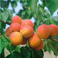 Prunus armeniaca 'Hargrand'