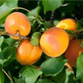Prunus armeniaca 'Orangered'®