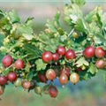 Ribes uva-crispa 'Remarka'