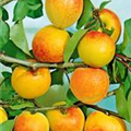 Prunus armeniaca 'Ungarische Beste'
