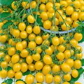 Solanum lycopersicum 'Gelbe Dattelwein'