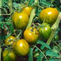 Solanum lycopersicum 'Green Zebra'