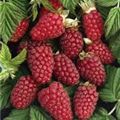 Rubus 'Tayberry'