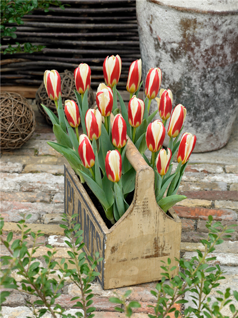 botanical, in Gartencenter Hannover Hemmingen Stanze Tulipa Wildtulpen -