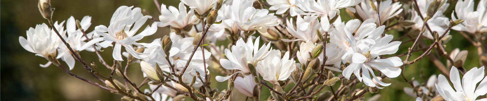 Magnolia stellata 'Royal Star'