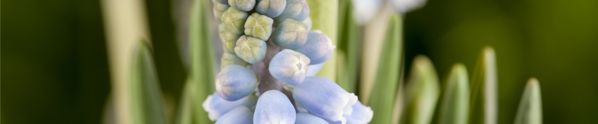 Muscari