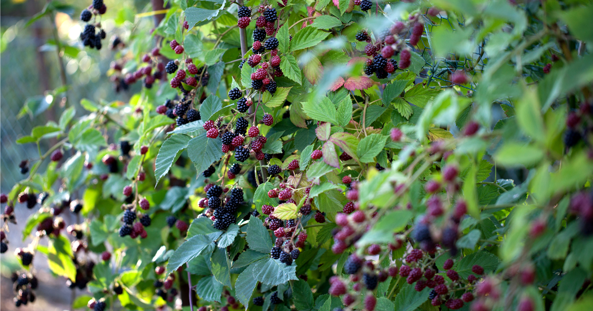 Rubus Fruticosus Thornless Evergreen Brombeere Thornless Evergreen