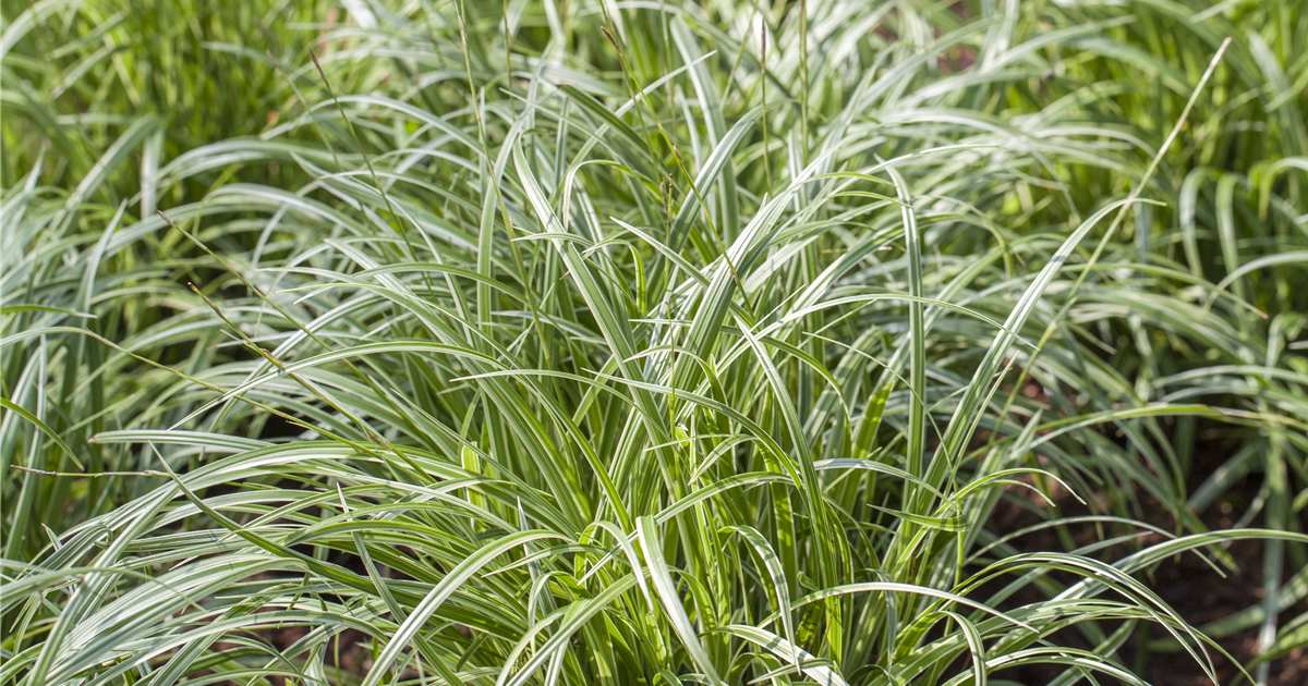 Carex morrowii 'Goldband', Japansegge 'Goldband' - Stanze