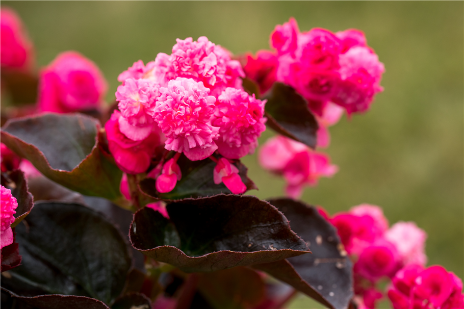 Begonia semperflorens 'Doublet'®, Eis-Begonie - Stanze Gartencenter in  Hannover Hemmingen