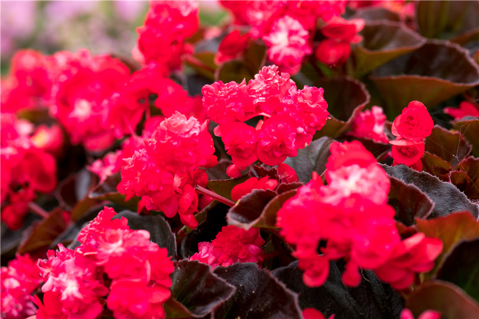 Begonia semperflorens 'Doublet'®, Eis-Begonie - Stanze Gartencenter in  Hannover Hemmingen