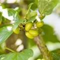 Cornus mas 'Jolico'