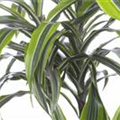 Dracaena fragrans 'Lemon Lime'