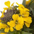 Erysimum cheiri 'Canaries Yellow'