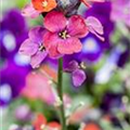 Erysimum linifolium 'Bowles Mauve'