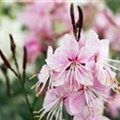 Gaura lindheimeri 'Belleza'®