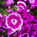 Dianthus barbatus