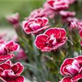 Dianthus caryophyllus Capitán® 'Colón'