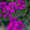 Dianthus deltoides