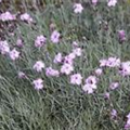 Dianthus gratianopolitanus