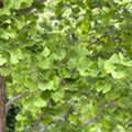 Ginkgo biloba