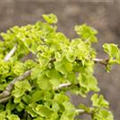 Ginkgo biloba 'Chris Dwarf'