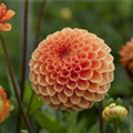 Dahlia Pompon