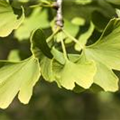 Ginkgo biloba 'Hexenbesen Leiden'