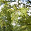 Metasequoia glyptostroboides