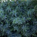 Juniperus chinensis 'Blue Alps'