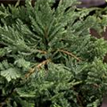 Juniperus horizontalis 'Blue Chip'