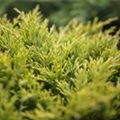 Juniperus horizontalis 'Limeglow'