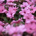 Impatiens neuguinea, rosa