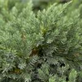 Juniperus squamata 'Blue Carpet'