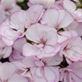 Pelargonium zonale 'Allure Pink Picotee'