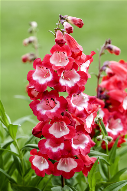 Staple lyserød har Penstemon barbatus 'Picotee Red', Großblütiger Garten-Bartfaden 'Picotee Red'  - Stanze Gartencenter in Hannover Hemmingen