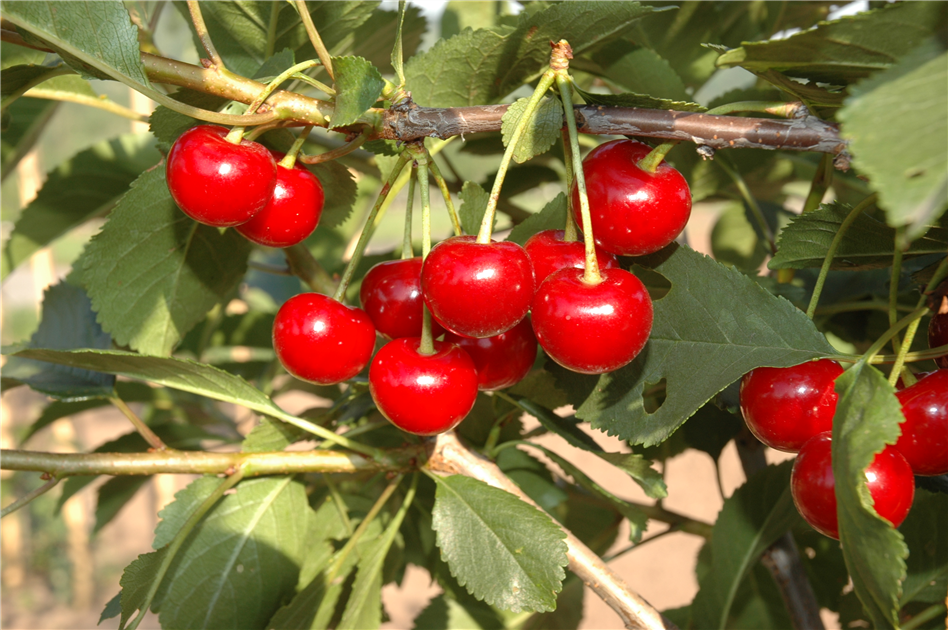 Prunus cerasus \'Topas\'®, Sauerkirsche \'Topas\'® - Stanze Gartencenter in  Hannover Hemmingen