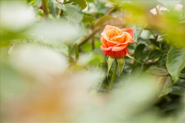 Edelrose