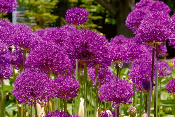 Allium aflatunense Purple Sensation