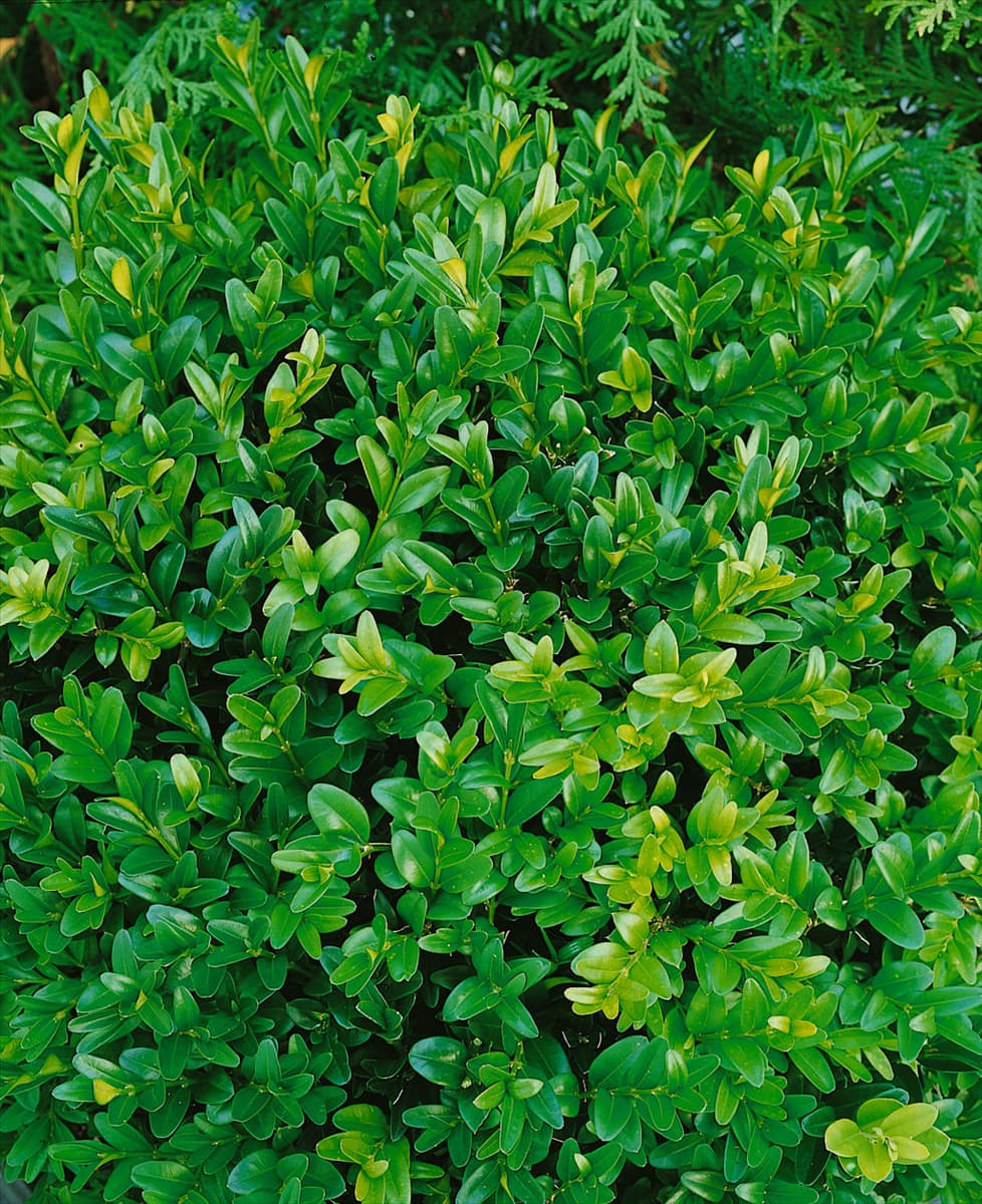 BUXUS sempervirens Angustifolia