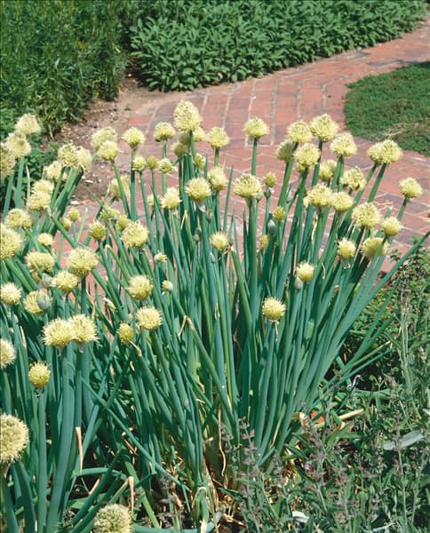 Winterzwiebel / Allium fistulosum
