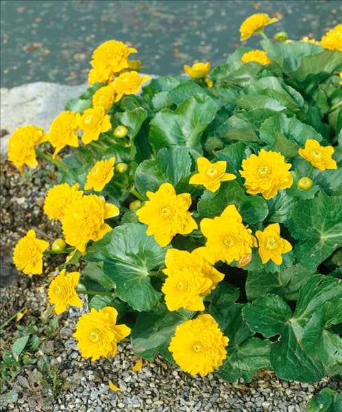 Caltha palustris Multiplex