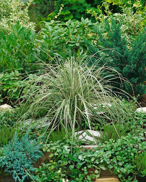 Calamagrostis x acutiflora Overdam