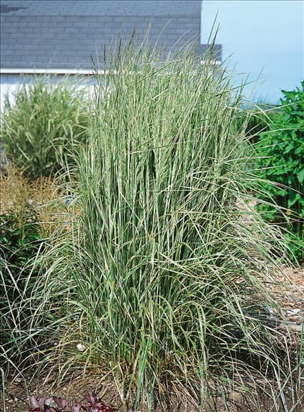 Calamagrostis x acutiflora Overdam