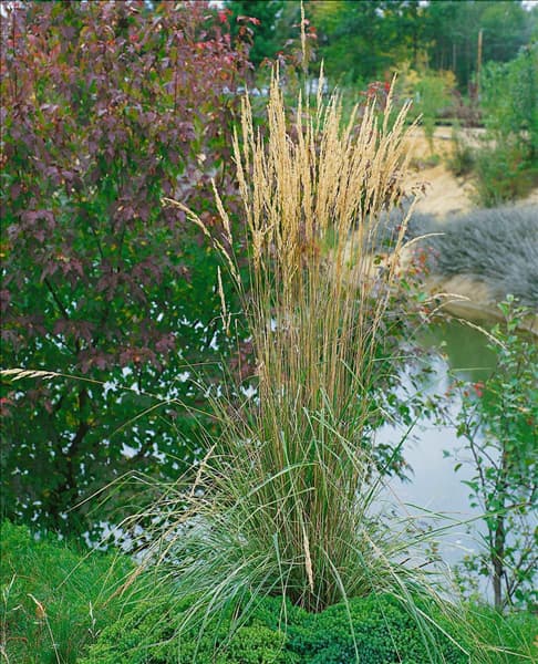 Calamagrostis x acutiflora Overdam