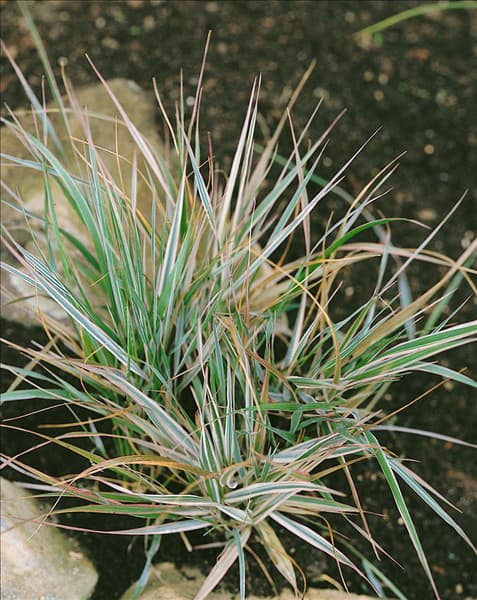 Calamagrostis x acutiflora Overdam