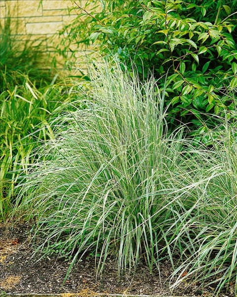 Calamagrostis x acutiflora Overdam