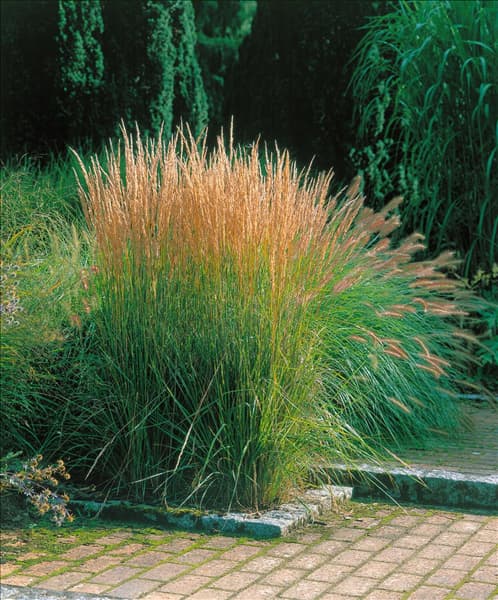 Calamagrostis x acutiflora Overdam