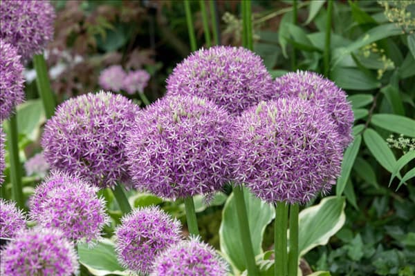 Allium Pinball Wizard