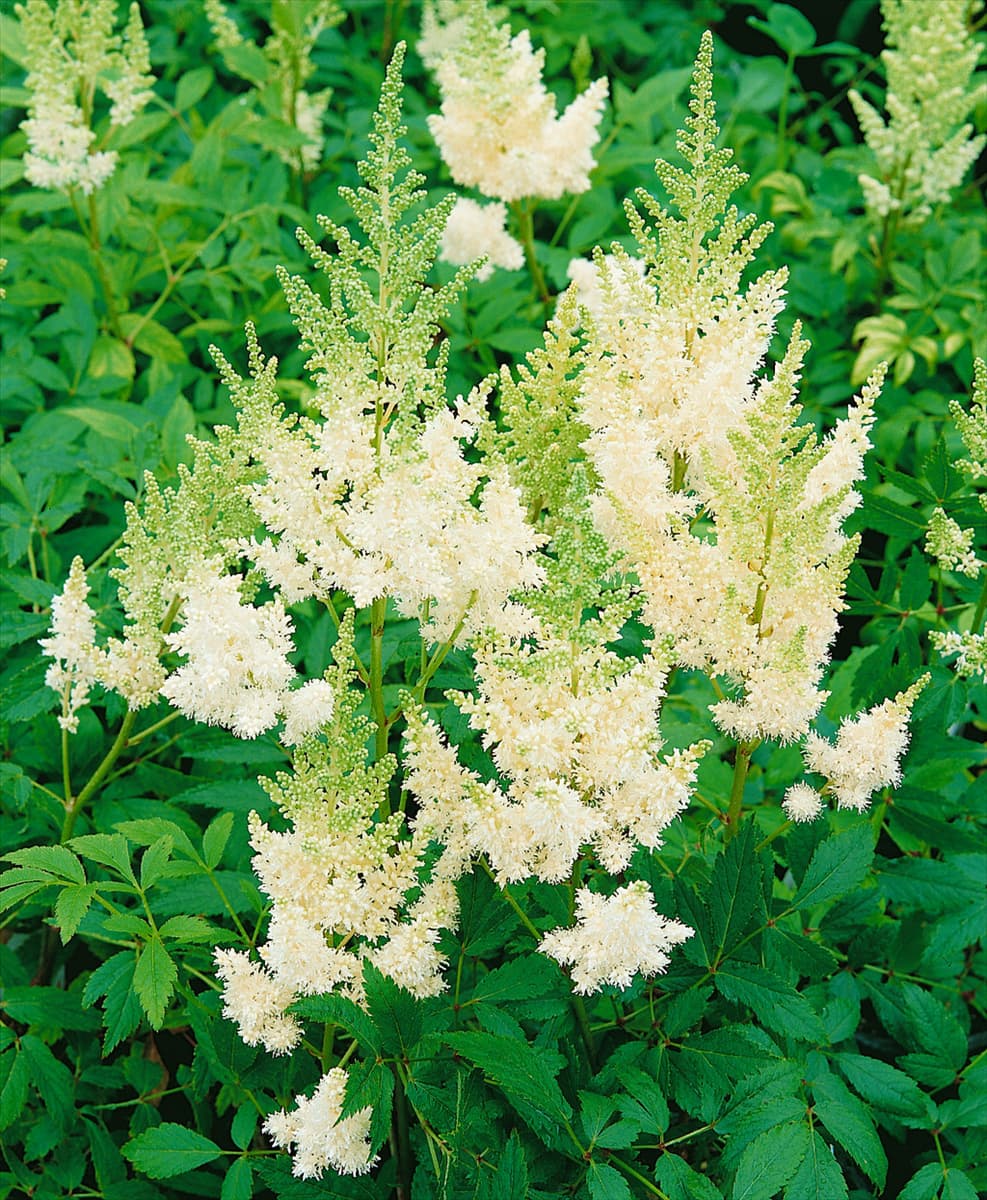 Astilbe x arendsii Weisse Gloria