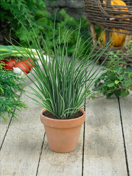 Allium schoenoprasum var. schoenoprasum Mittelgrobröhriger